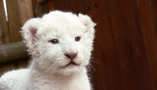 В Крыму родились редкие белые львята