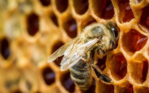 Новый клей смогли создать при помощи слюны пчел