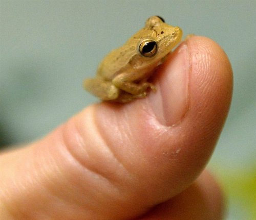 Найден новый вид самых маленьких лягушек