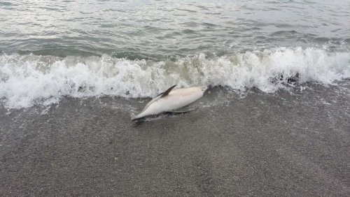 Изменение климата угрожает выживанию дельфинов