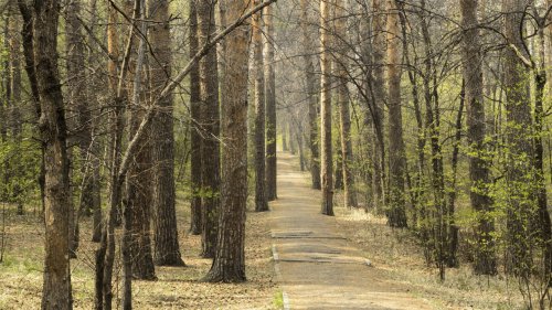 Обитателям Новосибирска воспретят бродить в лес