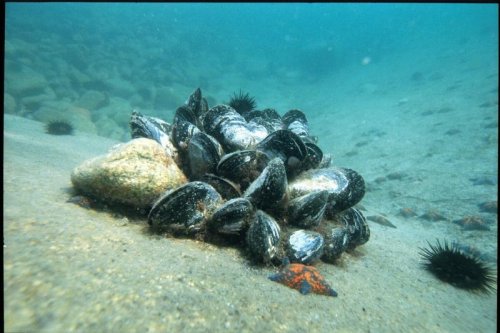 Новые виды моллюсков обнаружены на дне океана