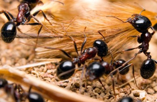 Тринадцать новых видов муравьев обнаружены экологами Гонконга