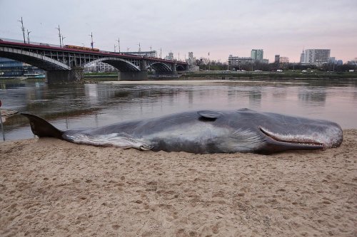 Мертвого беременного кита нашли с кучей пластика в животе