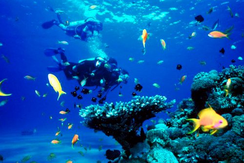 Ученые: «Океаны стали враждебными по отношению к животным»