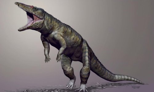 Древний предок крокодила больше похож на дельфина, чем на крокодила