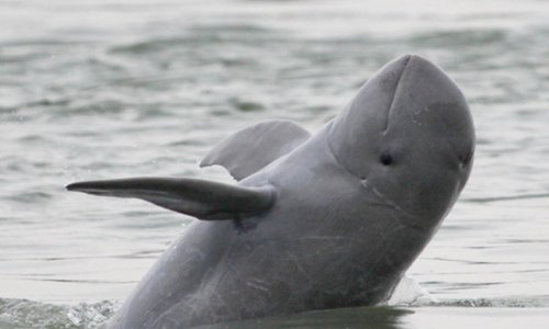 Речные дельфины Камбоджи смогли возобновить свою популяцию