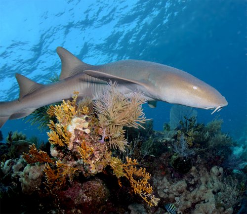 Обнаружена серая акула-медсестра ранее неизвестная науке