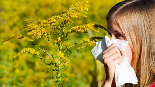  Исследование пыльцы предскажет астму и сенную лихорадку