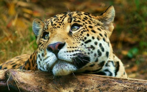 В России дальневосточных леопардов стало больше