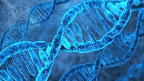 Скудное количество ДНК выявляет ключи к сохранению