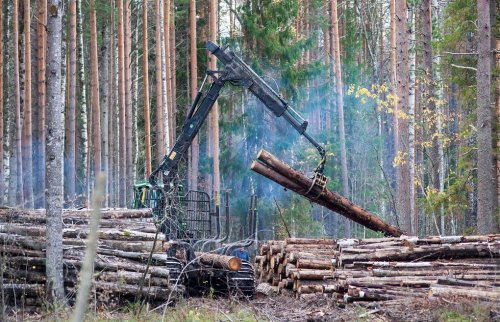 Ученый: Лес в Сибири «закончится» через 15 лет