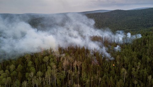 За сутки площадь лесных пожаров в России увеличилась в 2 раза