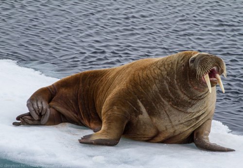  Изменение климата заставляет моржей прыгать со скал