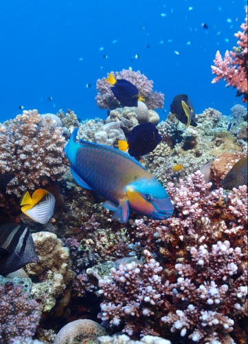 В Эмиратах приступили к созданию самого грандиозного искусственного кораллового рифа