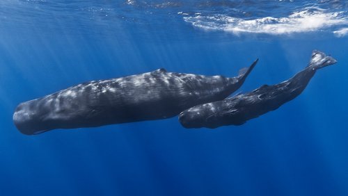 Экологи обнаружили двух детенышей вымирающих северных гладких китов
