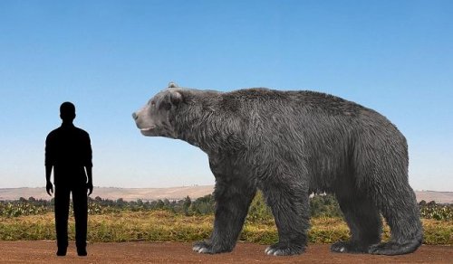 Ученые нашли останки самого большого медведя на Земле