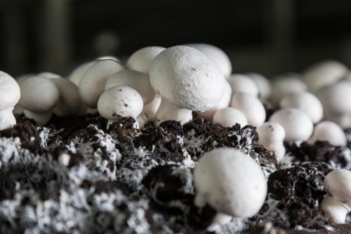 Экологи советуют есть грибы, но при определённых условиях