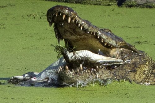 Палеонтологи исследовали печально известный смертельный бросок  крокодилов