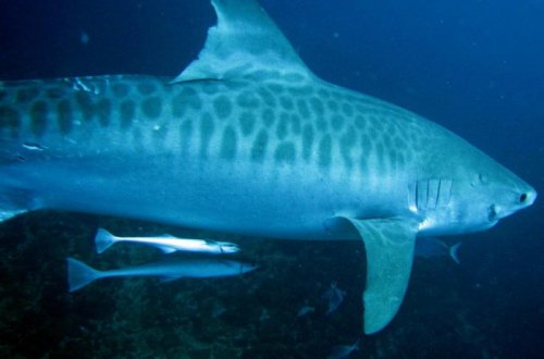 Странное поведение акул привлекло внимание ученых