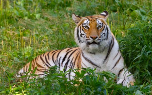 Бенгальские тигры в Индии и Бангладеш оказались на грани исчезновения