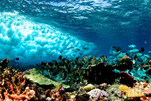 Ученые создали самую большую коллекцию карт коралловых рифов