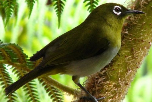 Зоологи открыли два новых вида птиц в Индонезии