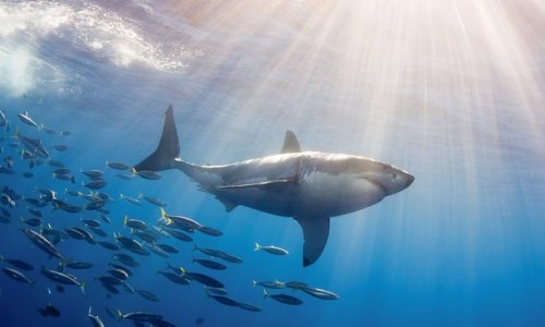  Столкновение между морской черепахой и белой акулой закончилось трагически для акулы