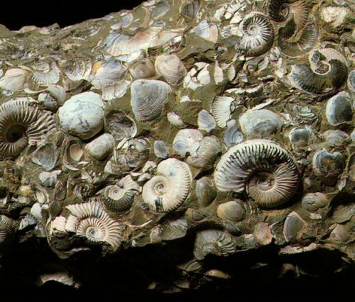 ﻿Исследователи прослеживают 3000 лет муссонов через окаменелости раковин