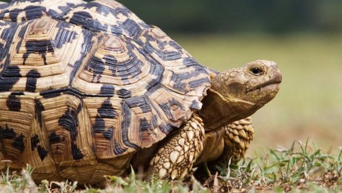  Почти вымершие черепахи возвращаются в Камбоджу