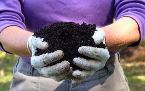 Человеческое компостирование может скоро стать законным в штате Вашингтон
