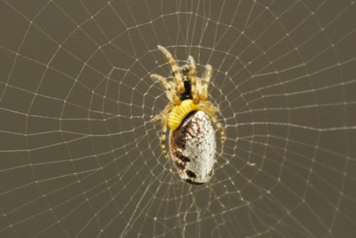 Паразитоидные осы могут превратить пауков в зомби, взломав их внутренний код