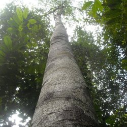 Было найдено самое высокое в мире тропическое дерево