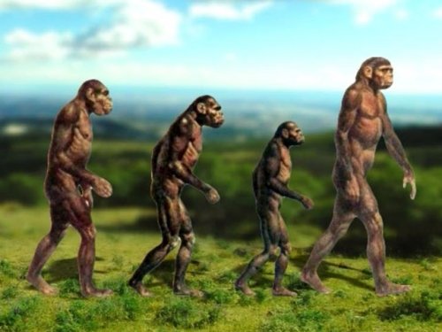 Новое исследование: предки человека были  приземленными