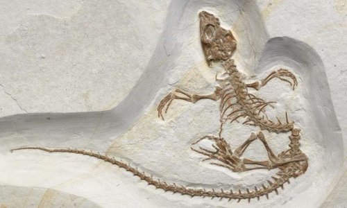 ﻿Ученые реконструировали ископаемую ящерицу возрастом 15 миллионов лет
