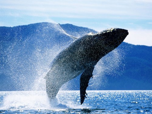 ﻿Ископаемые голубые киты  выросли раньше, чем предполагалось