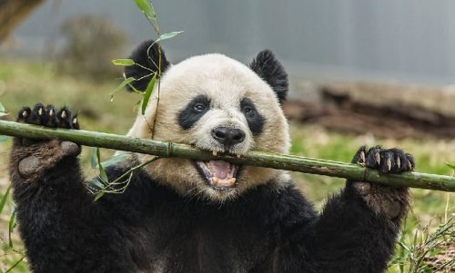 ﻿Ученые рассказали о превращении панд из плотоядных в травоядные