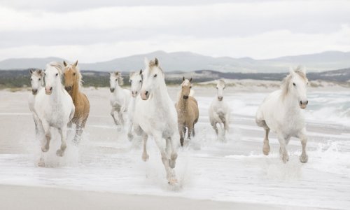 ﻿Современное разведение уменьшило разнообразие лошадей в течение столетий: исследование