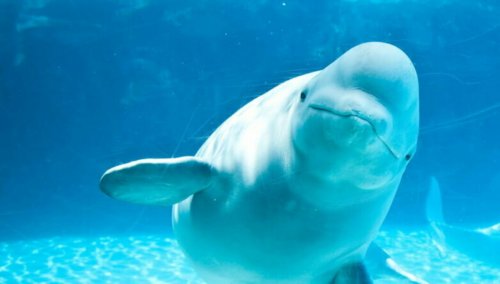 «Ополоумели?»: В США считают, что Россия собирается завоевать Арктику при помощи дельфинов-белух