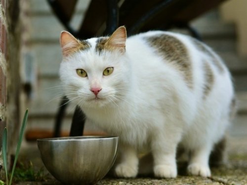 Учёные: Домашняя еда представляет опасность для кошек