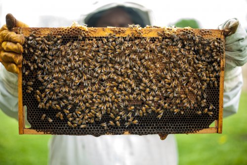 Ученые: Европейская пчела создаёт свой фирменный продукт