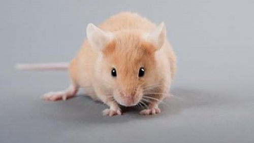 Ученые: Лекарство от депрессии смогут найти благодаря рыжим мышам