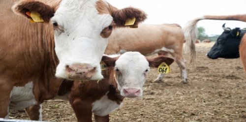Парное молоко и сырое мясо представляют существенную угрозу организму – Медики
