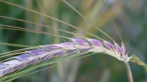 В Омске вывели совершенно новый сорт пшеницы - "Сова"