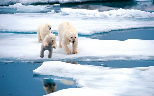 Российские учёные поняли причину выброса в Арктике метана в атмосферу