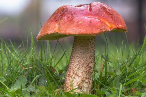 Учёные нашли в Австралии грибы, выделяющие золото