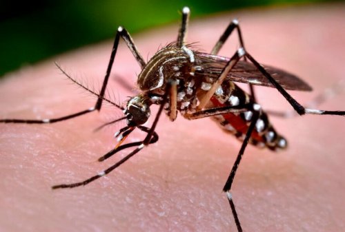 Исследователи доказали: У комаров есть объекты предпочтения для своих укусов