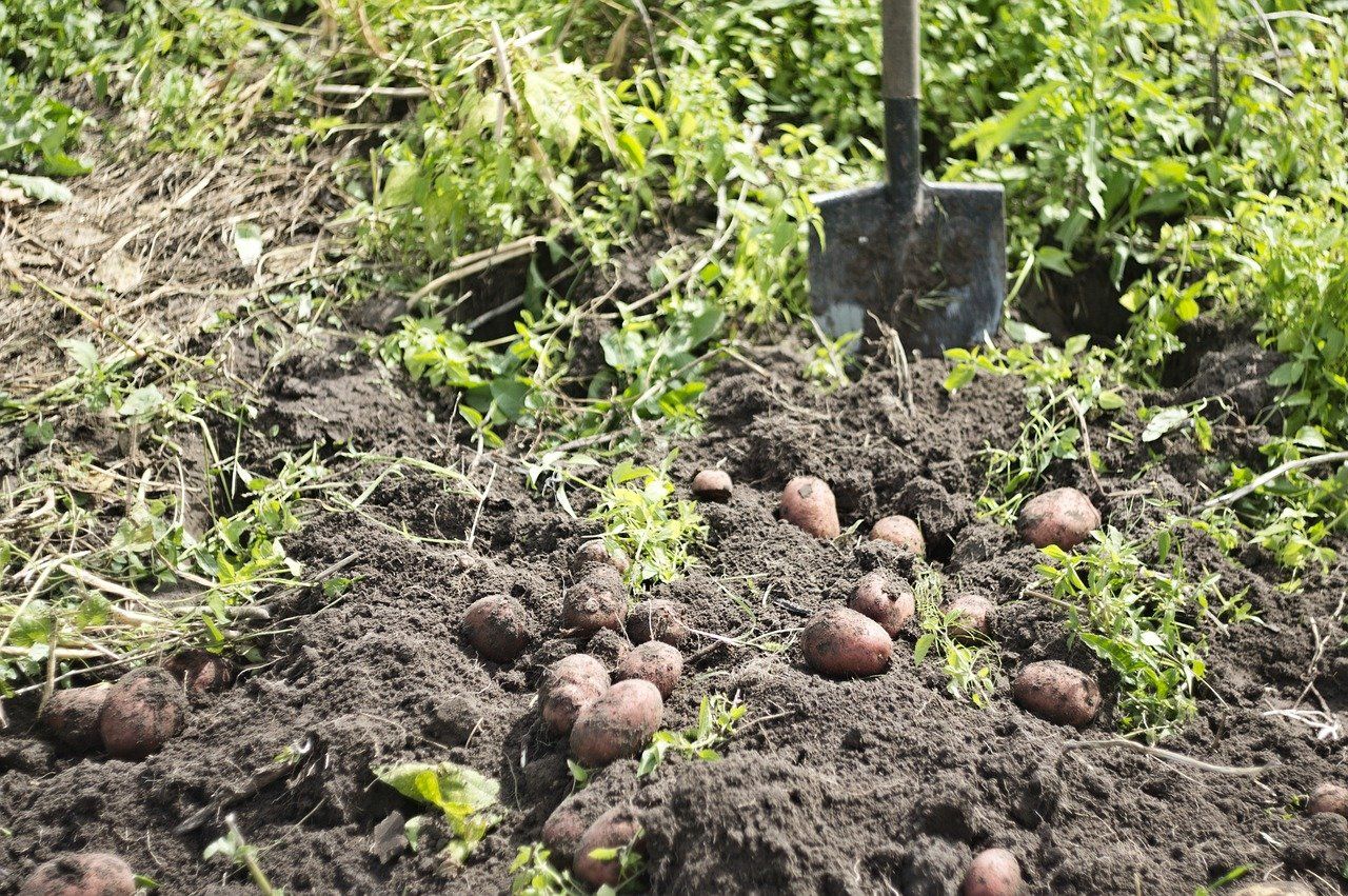 картофель в огороде