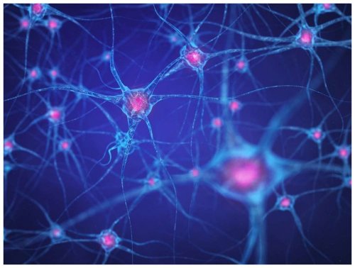 Ученые: Астроциты могут защитить нейроны от гиперактивности