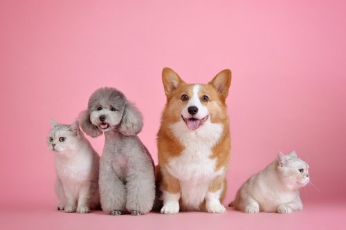 В Японии планируют «чипировать» домашних животных